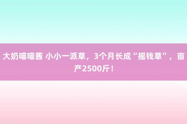 大奶喵喵酱 小小一派草，3个月长成“摇钱草”，亩产2500斤！